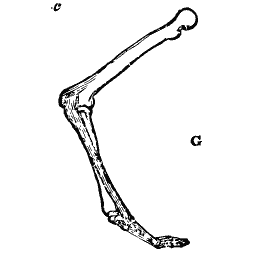 Bent hind limb with foot