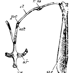 Collarbone and breastbone