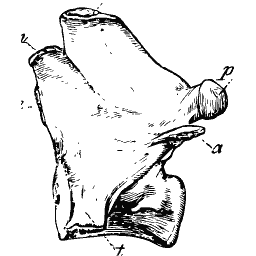 Shoulder blade with its spine