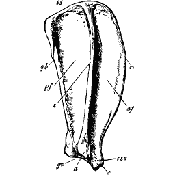Shaft of a long limb bone