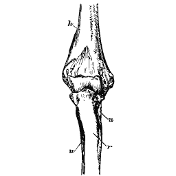 Lower end of the forearm bones
