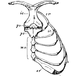Breastbone with attached ribs