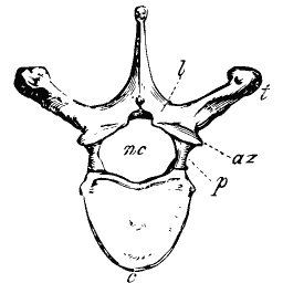 Vertebra with spread wings