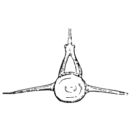 Vertebra with long crossbars