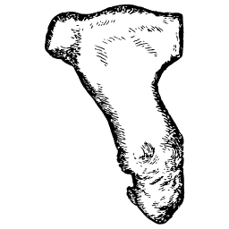 Keeled breastbone