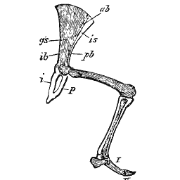 Hip girdle with hind limb