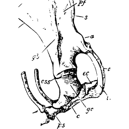 Hip socket in the pelvis