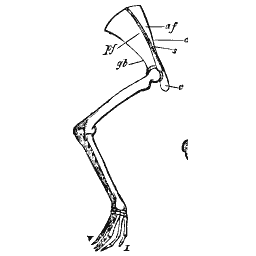 Hip blade with a slender hind limb
