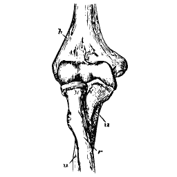 Elbow joint of the forearm