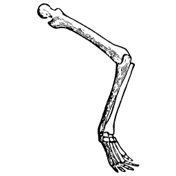 Bent hind limb with a small foot