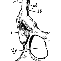 Hip bone with its socket