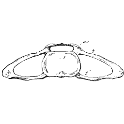 Vertebra with two wide openings