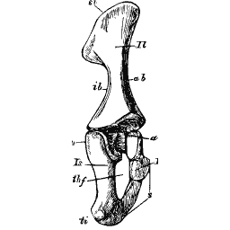 Hip bone with the thigh socket