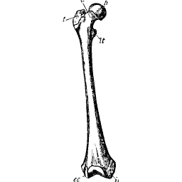 Thigh bone with a rounded head