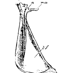 Long narrow hip bone