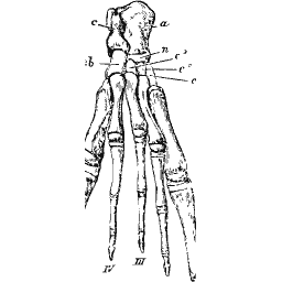Hand with five spreading digits