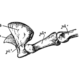 Shoulder blade with the arm bone