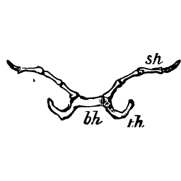 Slender hyoid arch