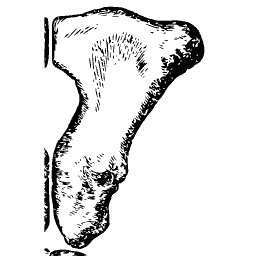 Broad curved hip bone