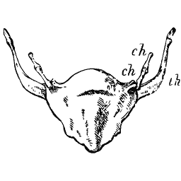 Hyoid with long curved horns