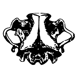 Skull base from below