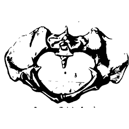 Pelvis from above