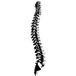 Curved spine in profile
