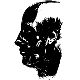 Head with facial muscles