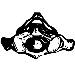 Neck vertebra from above
