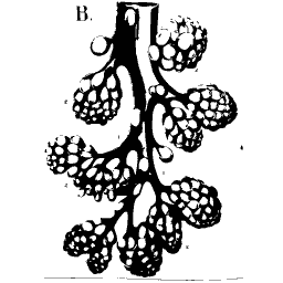 Branching gland with clustered sacs
