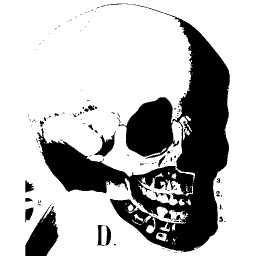 Skull in three quarter view