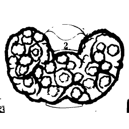 Gland cut to show its lobules