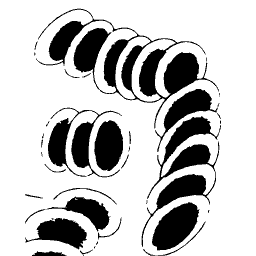 Cartilage cells in rows