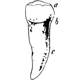 Incisor tooth with its root