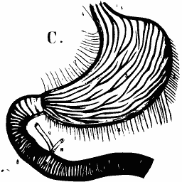 Stomach with its muscle fibres