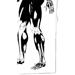 Muscles of the legs