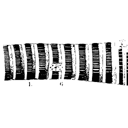 Striated muscle fibre
