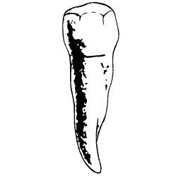 Canine tooth with a long root