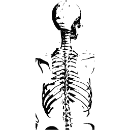 Skull, spine and ribs from behind