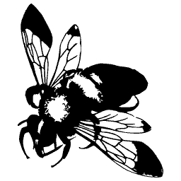 Bumblebee with spread wings - Illustrations of Exotic Entomology - 1837