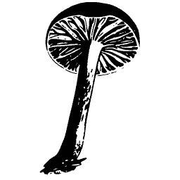 Mushroom seen from below