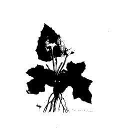 Lobed leaves in basal clump