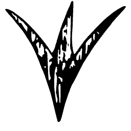Lotus bud outline