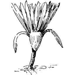 Papyrus plant
