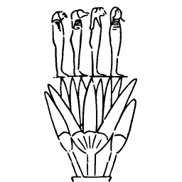 Papyrus thicket