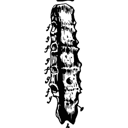 Spinal column detail