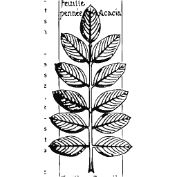 Acacia leaf plate - Étude de la Plante - 1903