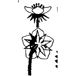 Flower diagram study - Étude de la Plante - 1903
