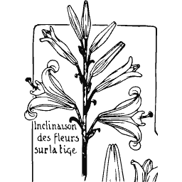 Lily stem plate - Étude de la Plante - 1903