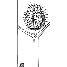 Spiny seed capsule